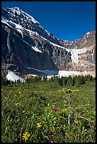 Wildflowers on Cavell Meadows, and Mt Edith Cavell. Jasper National Park, Canadian Rockies, Alberta, Canada (color)