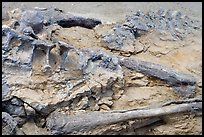Dinosaur bones, Dinosaur Provincial Park. Alberta, Canada (color)