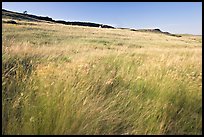 Tall prairie grasses blown by wind and cliff, Head-Smashed-In Buffalo Jump. Alberta, Canada