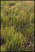 Prairie Grass. Alberta, Canada ( color)