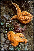 Sea stars and green anemones, Long Beach. Pacific Rim National Park, Vancouver Island, British Columbia, Canada