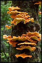 Chicken of the Woods mushroom on tree,  Uclulet. Vancouver Island, British Columbia, Canada (color)