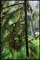 Temperate Rain Forest. Pacific Rim National Park, Vancouver Island, British Columbia, Canada (color)