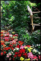 White Parrot and flowers, Bloedel conservatory, Queen Elizabeth Park. Vancouver, British Columbia, Canada (color)