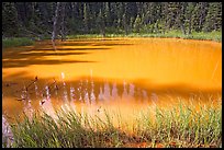 One of the ochre-colored Paint Pots, a warm mineral spring. Kootenay National Park, Canadian Rockies, British Columbia, Canada