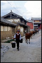 Through village streets with the cows. Baisha, Yunnan, China (color)