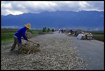 Grain layed out on a country road. Dali, Yunnan, China (color)