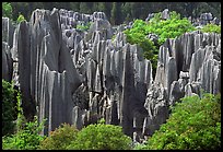 Trees and grey limestone pillars of the Stone Forest, split by rainwater. Shilin, Yunnan, China (color)