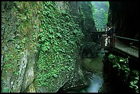 Narrow Gorge between Qingyin and Hongchunping. Emei Shan, Sichuan, China ( color)