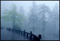 Trees outside Xiangfeng temple in mist. Emei Shan, Sichuan, China (color)