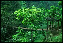 Suspension bridge between Qingyin and Hongchunping. Emei Shan, Sichuan, China (color)
