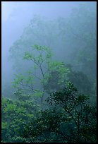 Trees in fog between Qingyin and Hongchunping. Emei Shan, Sichuan, China (color)