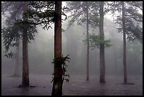 Trees outside of Xiangfeng temple in fog. Emei Shan, Sichuan, China (color)