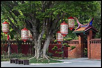 Lanterns hanging from tree, Confuscius Temple. Taipei, Taiwan (color)