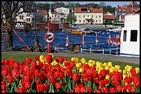 River and tulips, Vastervik. Gotaland, Sweden ( color)