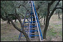 Ladders in olive tree orchard, Les Baux-de-Provence. Provence, France (color)