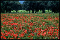 Red poppies and olive trees. Marseille, France ( color)