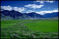 Wildflowers and cultivated fields in the Padum plain, Zanskar, Jammu and Kashmir. India (color)
