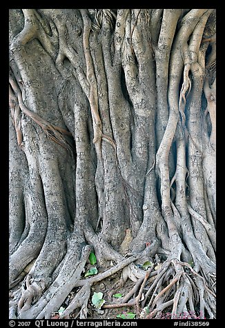 Banyan tree trunk detail. New Delhi, India
