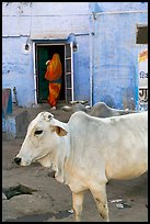 Cow and house with blue-washed walls. Jodhpur, Rajasthan, India (color)