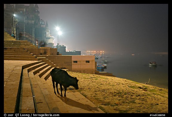 Sacred cow on the banks of Ganges River at night. Varanasi, Uttar Pradesh, India