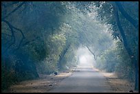 Misty path at down, Keoladeo Ghana National Park. Bharatpur, Rajasthan, India