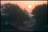 Trees at sunrise, Keoladeo Ghana National Park. Bharatpur, Rajasthan, India ( color)