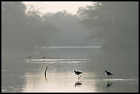 Pond with wadding birds, Keoladeo Ghana National Park. Bharatpur, Rajasthan, India ( color)