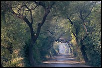 Path through tree tunnel, Keoladeo Ghana National Park. Bharatpur, Rajasthan, India