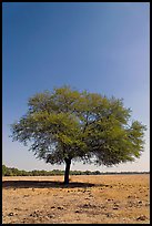 Isolated tree, Keoladeo Ghana National Park. Bharatpur, Rajasthan, India ( color)
