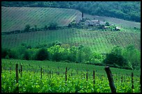 Grape rows, Chianti vineyard and village. Tuscany, Italy (color)