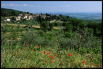 Flowers and rural landscape, Chianti region. Tuscany, Italy ( color)