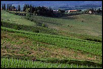 Vineyard, cypress, and houses,  Chianti region. Tuscany, Italy
