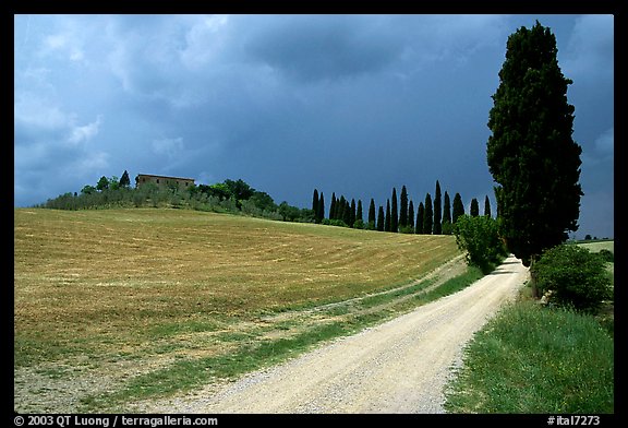 Path lined with cypress trees, Le Crete region. Tuscany, Italy