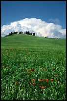 Poppies in field and cloud above distant ridge. Tuscany, Italy (color)
