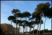 Pines trees and houses. Rome, Lazio, Italy ( color)
