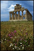 Wilflowers and Tempio di Cerere (Temple of Ceres). Campania, Italy (color)