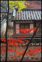 Bright autumn leaves and traditional architecture, Yeongyeong-dang, Changdeok Palace. Seoul, South Korea ( color)