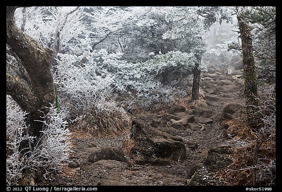 Frosted trees, Yeongsil trail, Mt Halla. Jeju Island, South Korea