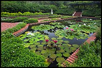 Pond with water lillies, Singapore Botanical Gardens. Singapore
