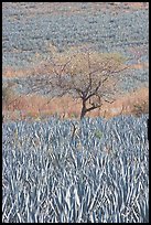 Blue Agave field and tree. Mexico