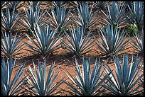 Rows of  blue agaves near Tequila. Mexico
