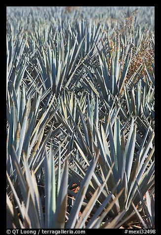 Dense rows of blue agaves. Mexico