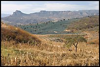 Rural landscape with grasses and agave field. Mexico