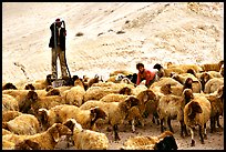 Man and girl feeding water to a hard of sheep, Judean Desert. West Bank, Occupied Territories (Israel) (color)