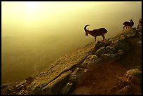 Mountain ibex on the rim of Maktesh Ramon Crater, sunrise. Negev Desert, Israel