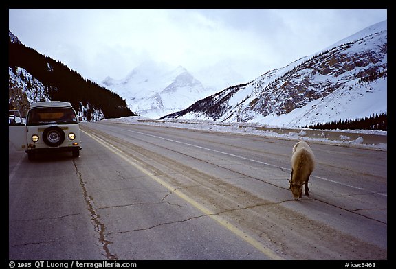 WV bus and mountain goat on the Banff-Jasper highway. Canada