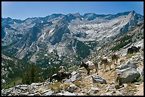 Pack horses on trail above Le Conte Canyon. Kings Canyon National Park, California