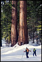 Cross-country skiers at the base of Giant Sequoia trees, Mariposa Grove. Yosemite National Park, California (color)