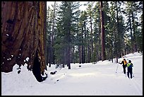Skiing past a giant Sequoia Tree in winter, Mariposa Grove. Yosemite National Park, California (color)